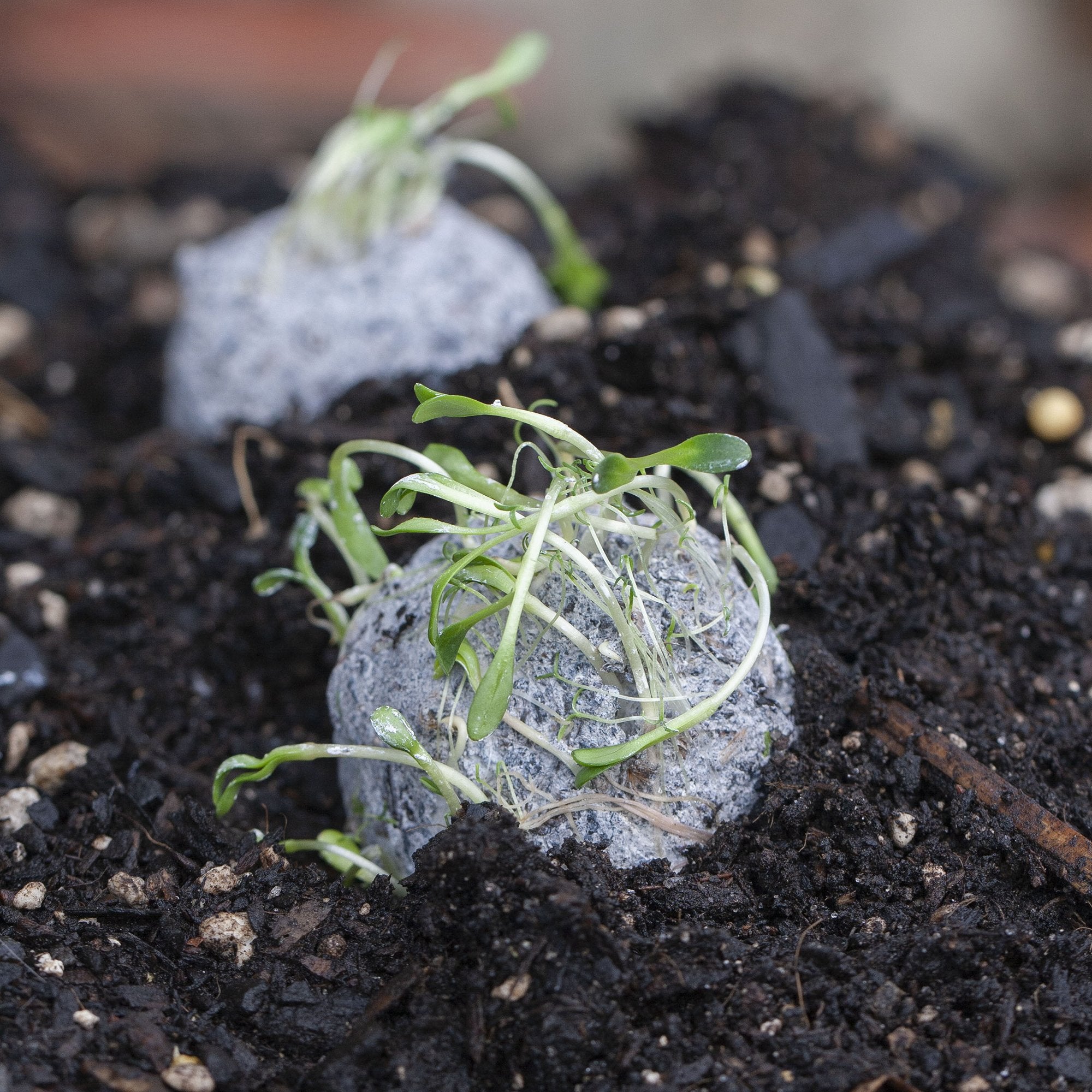 How to Make a Seed Bomb: DIY Guide