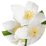 Jasminum grandiflorum (jasmine) essential oil