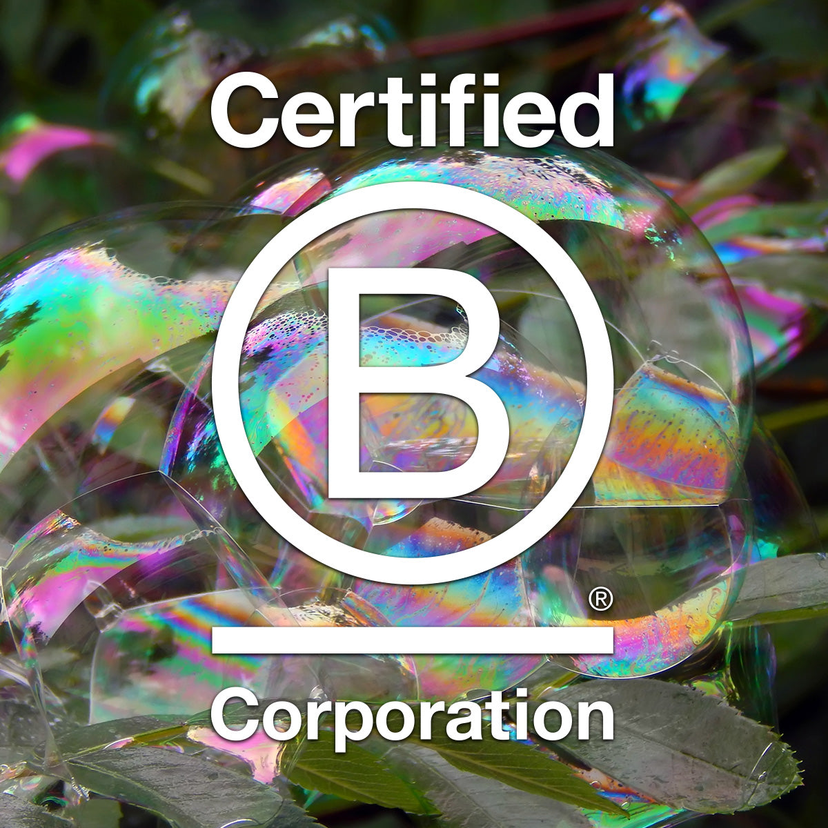 Behind the Scenes of Ethique's B Corp Certification