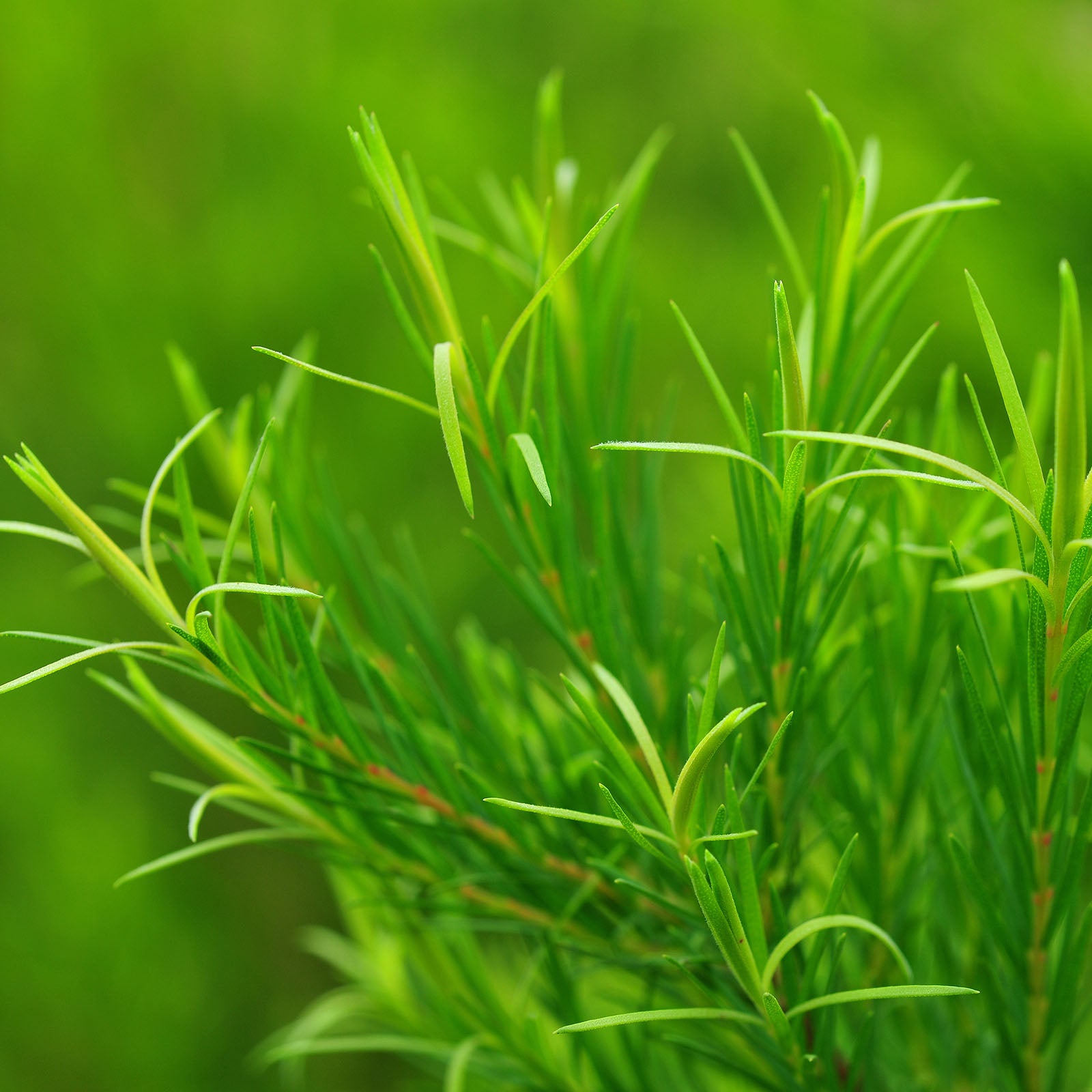 Tes Tree Melaleuca alternifolia (tea tree) oil