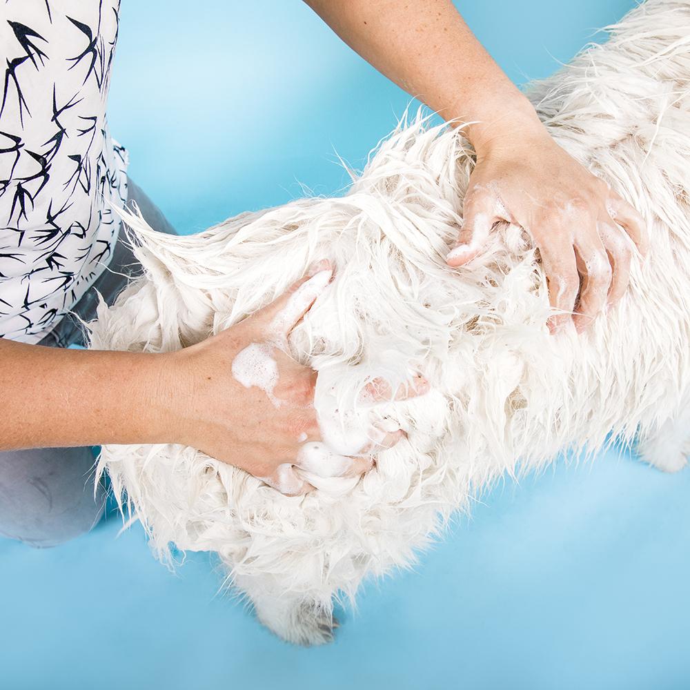 Clean pooch mat shop reviews