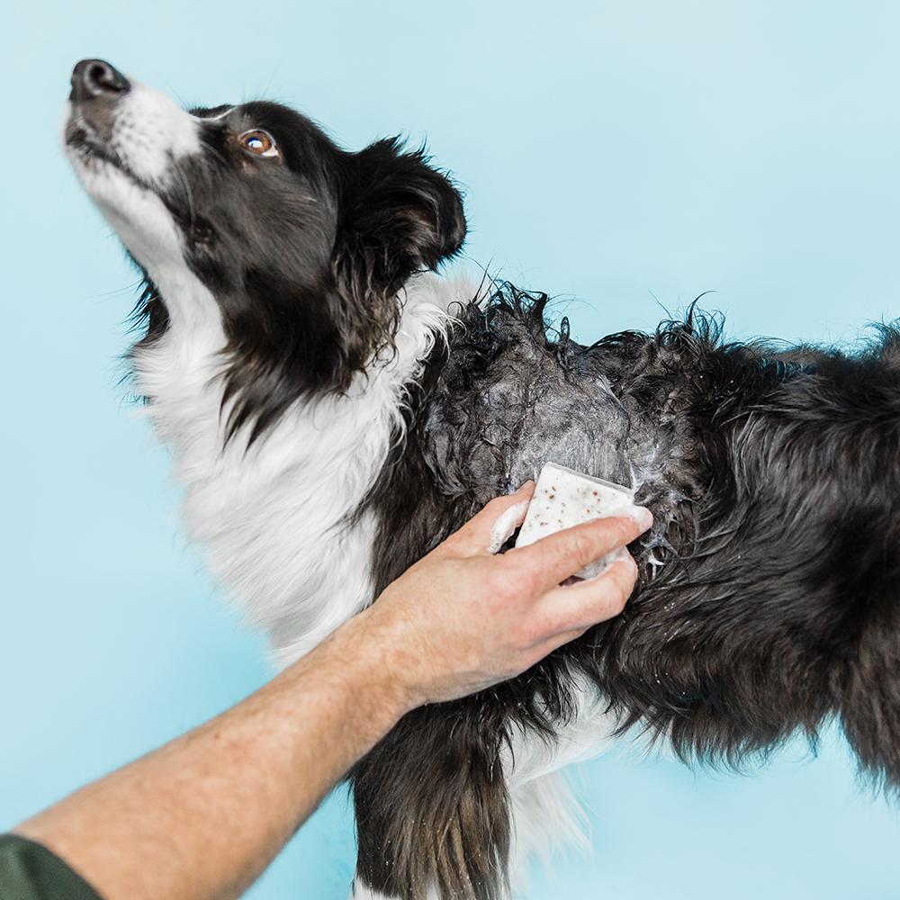 Shampooch cheap dog shampoo